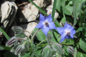 Borago officinalis (2) (1200 x 799)